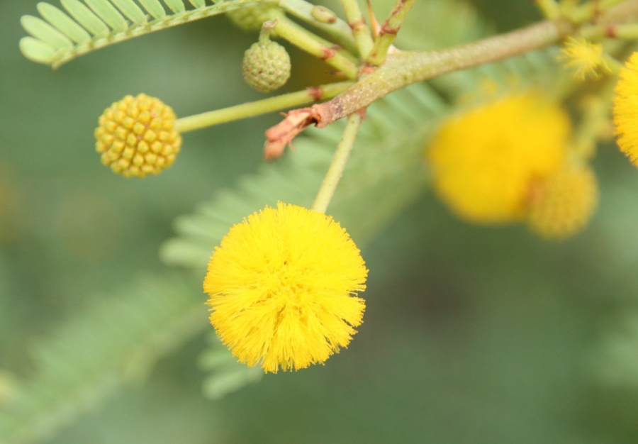 Commercial Property for Sale in La Camargue Private Country Estate North West